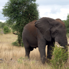 Krugerin kansallispuisto, Etelä-Afrikka