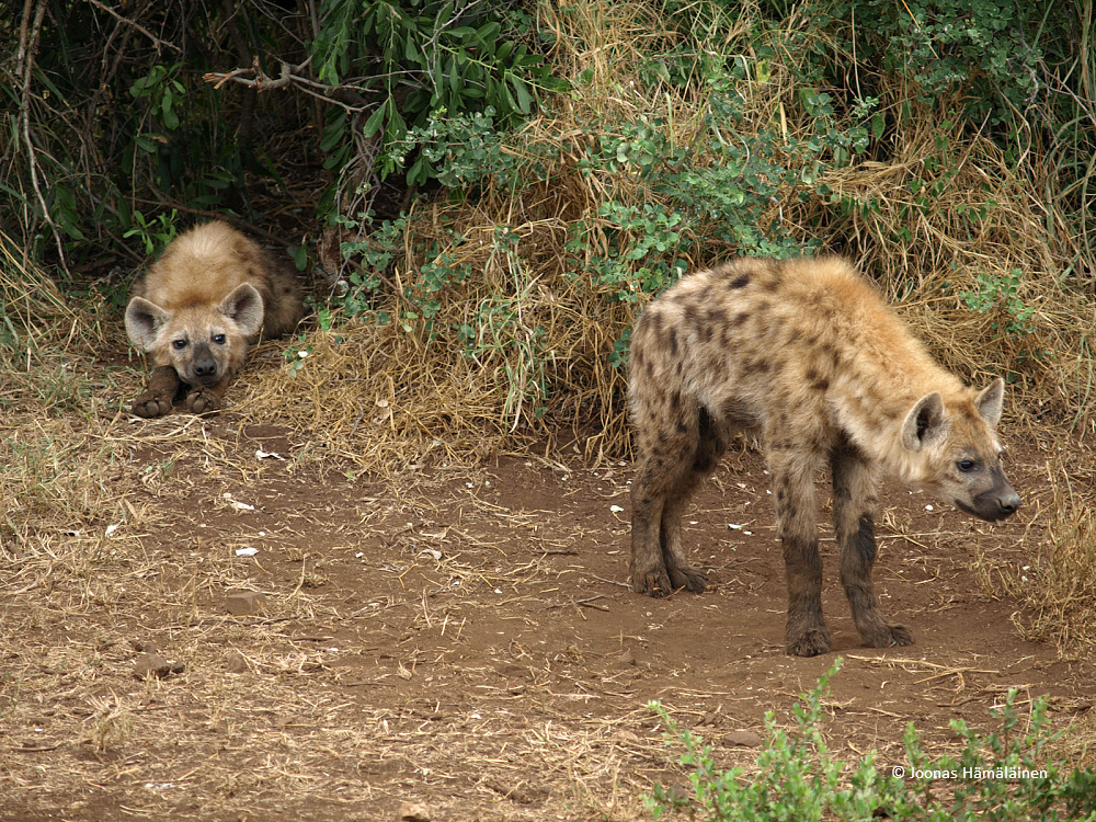 Krugerin kansallispuisto, Etelä-Afrikka