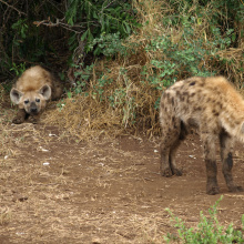 Krugerin kansallispuisto, Etelä-Afrikka