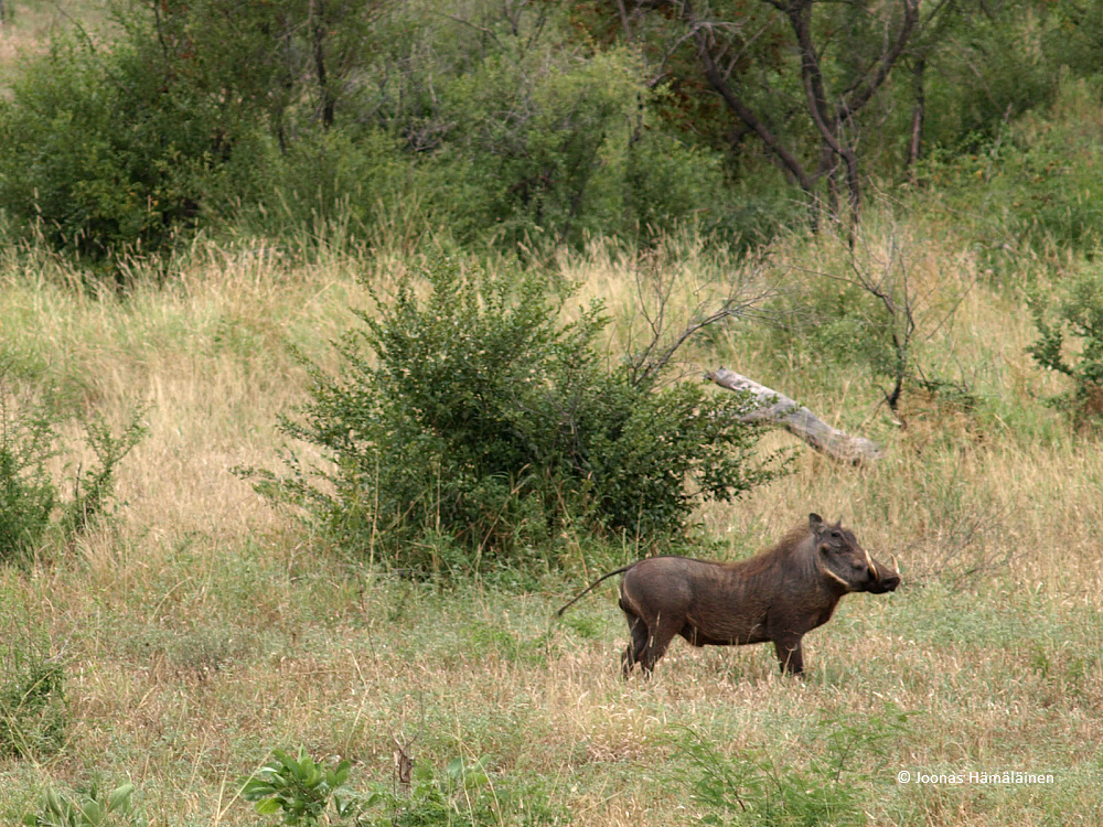 Krugerin kansallispuisto, Etelä-Afrikka