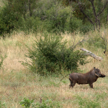 Krugerin kansallispuisto, Etelä-Afrikka