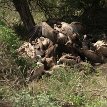 Krugerin kansallispuisto, Etelä-Afrikka