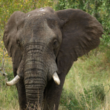 Krugerin kansallispuisto, Etelä-Afrikka