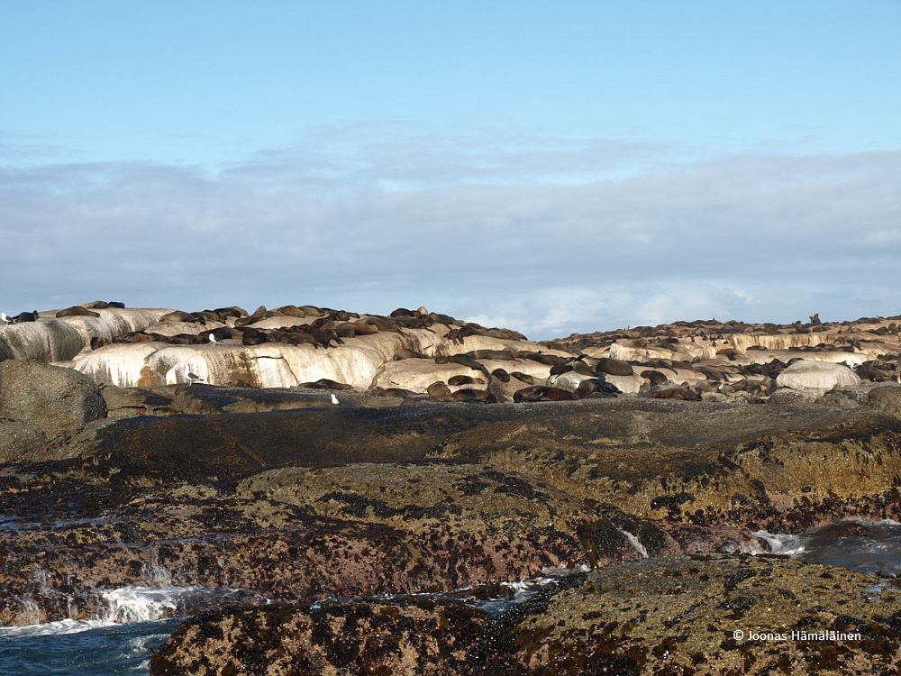 Seal Island, Etelä-Afrikka