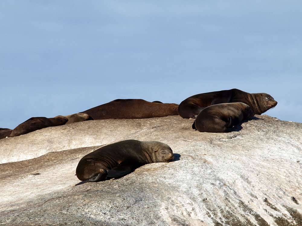 Seal Island, Etelä-Afrikka