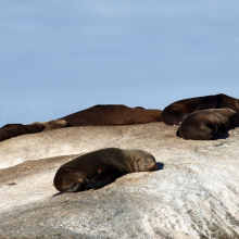 Seal Island, Etelä-Afrikka