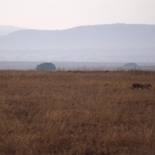 Serengetin kansallispuisto, Tansania