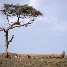 Serengetin kansallispuisto, Tansania