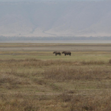 Ngorongoron suojelualue, Tansania