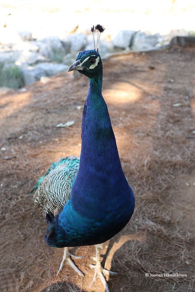 Lokrum, Kroatia