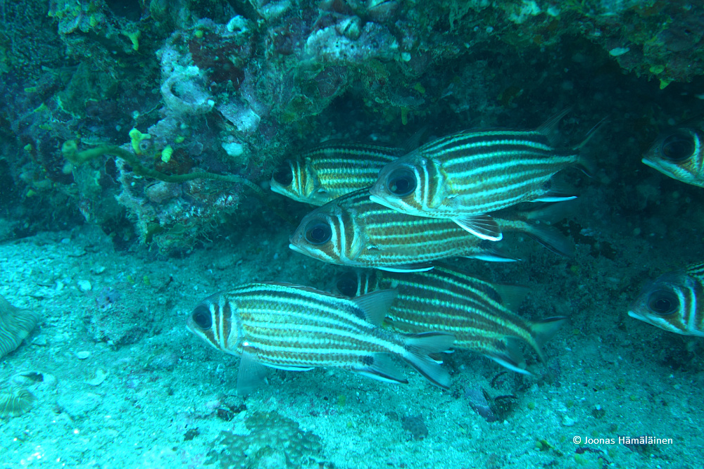 Phi Phi, Thaimaa