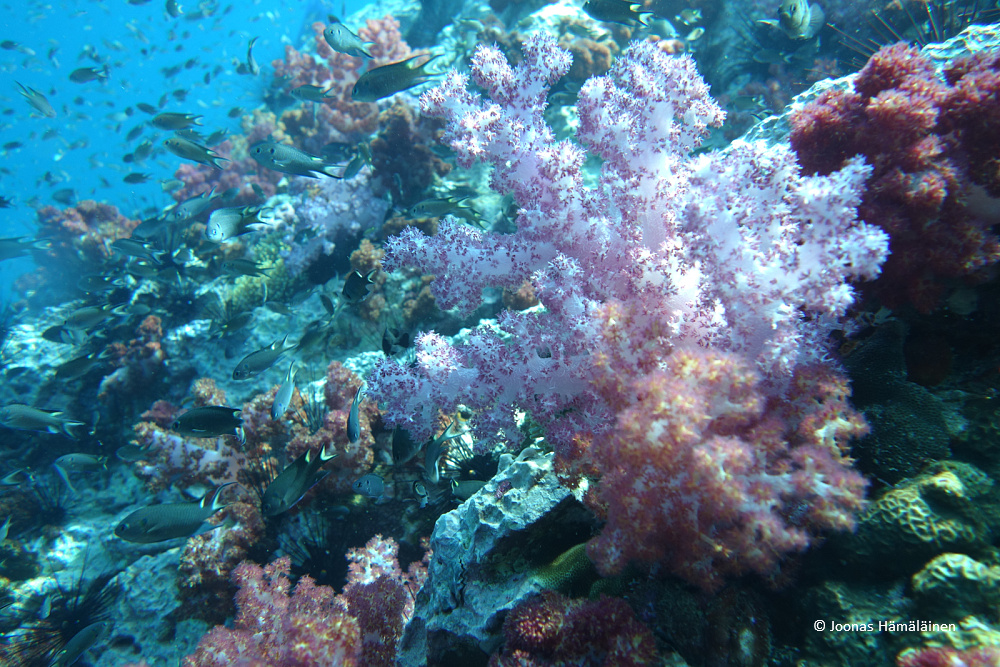 Shark Point, Thaimaa