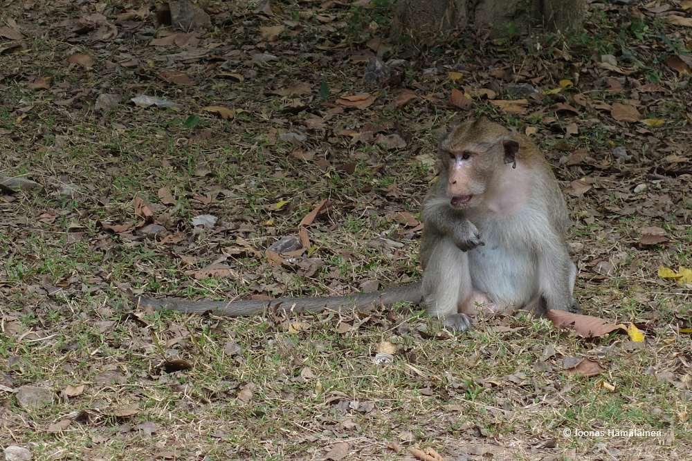 Angor Wat