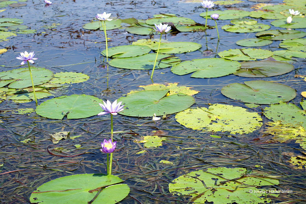 Mary River Wetlands, Australia
