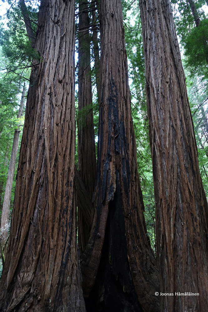 Muir Woods