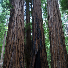 Muir Woods