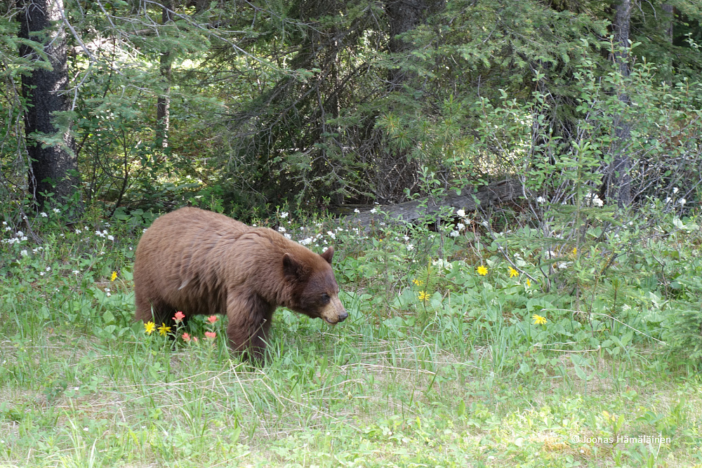 Banffin kansallispuisto, Kanada
