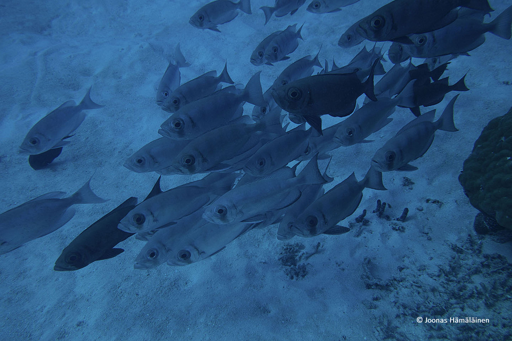 Palau