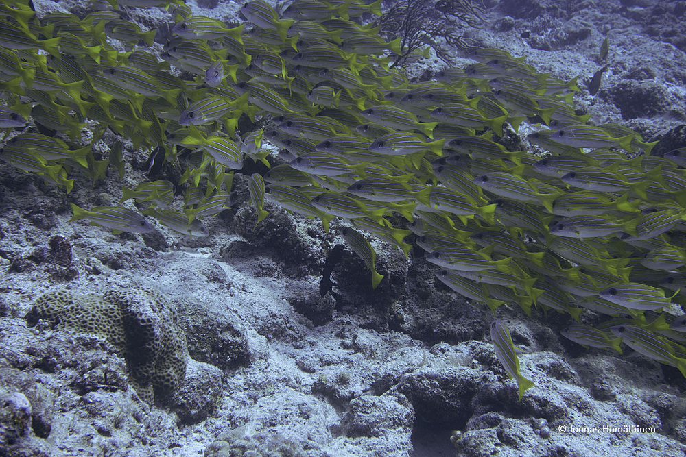 Palau