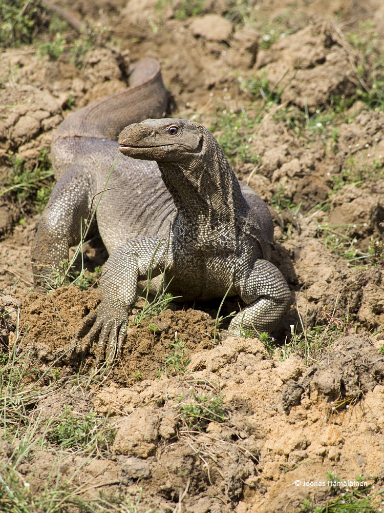 Wilpattun kansallispuisto, Sri Lanka