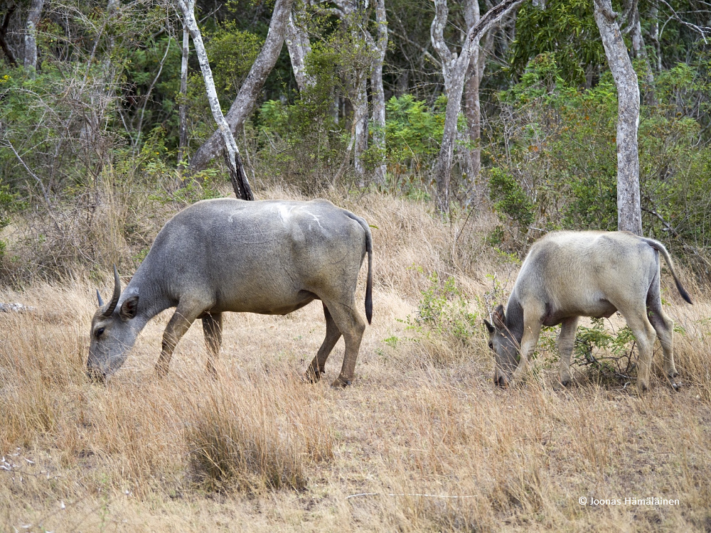 Wilpattun kansallispuisto, Sri Lanka