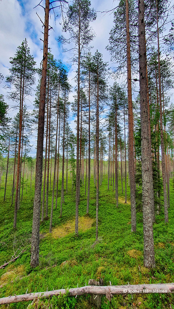 Tiilikkajärven kansallispuisto