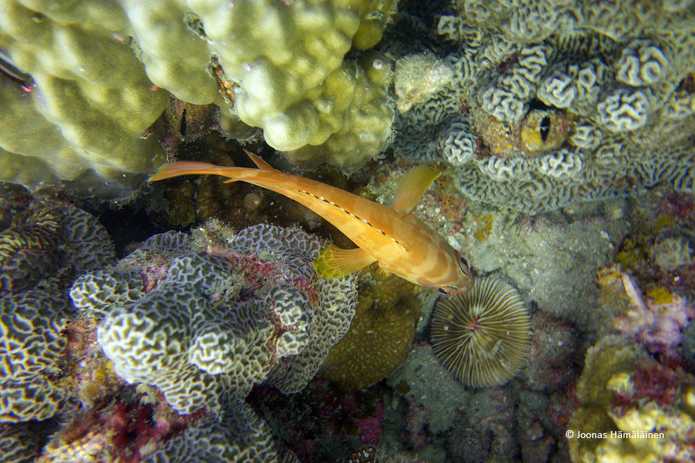 dsc04344