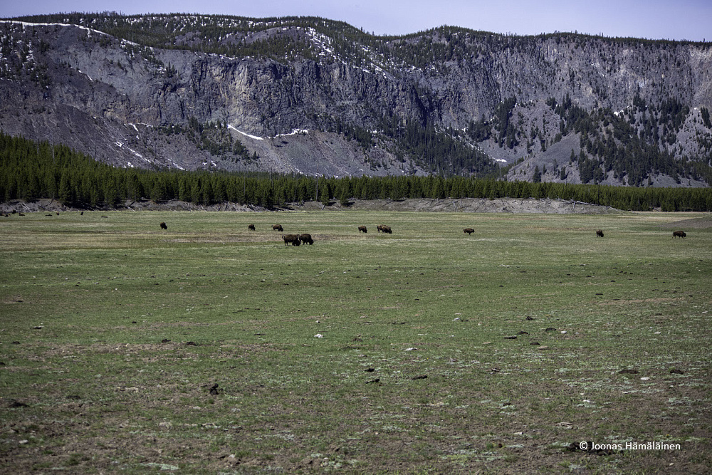Yellowstone National Park, Wyoming,USA