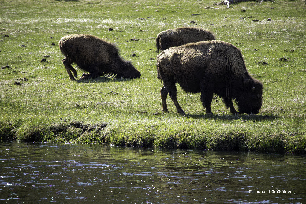 Yellowstone National Park, Wyoming,USA
