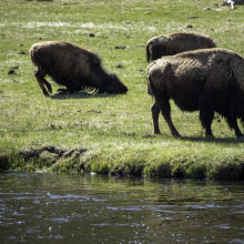 Yellowstone National Park, Wyoming,USA
