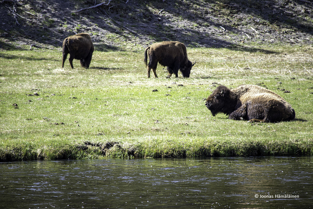 Yellowstone National Park, Wyoming,USA