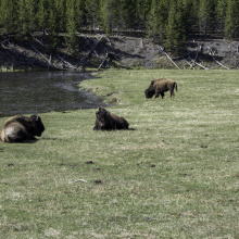 Yellowstone National Park, Wyoming,USA