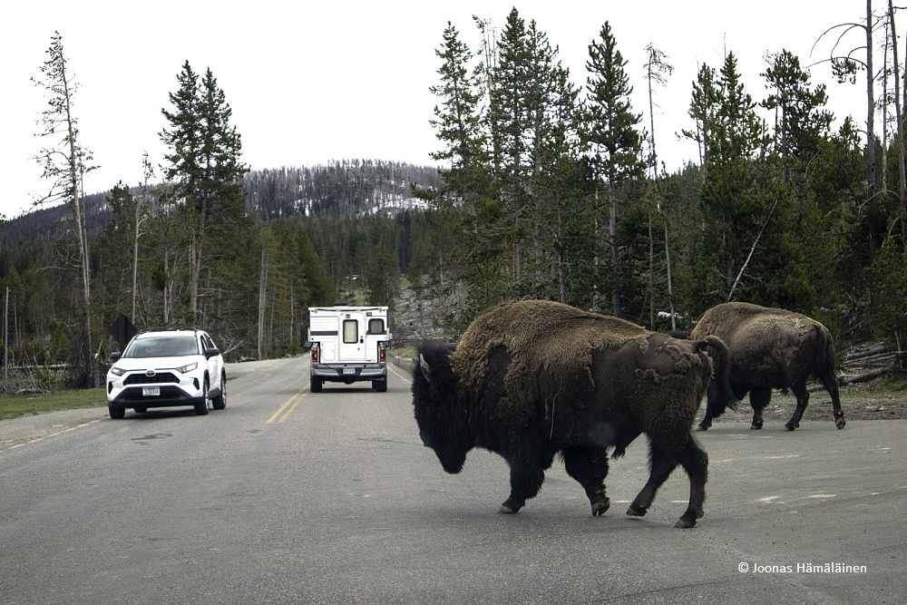 Yellowstone National Park, Wyoming,USA