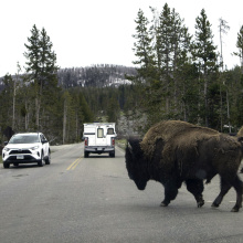 Yellowstone National Park, Wyoming,USA